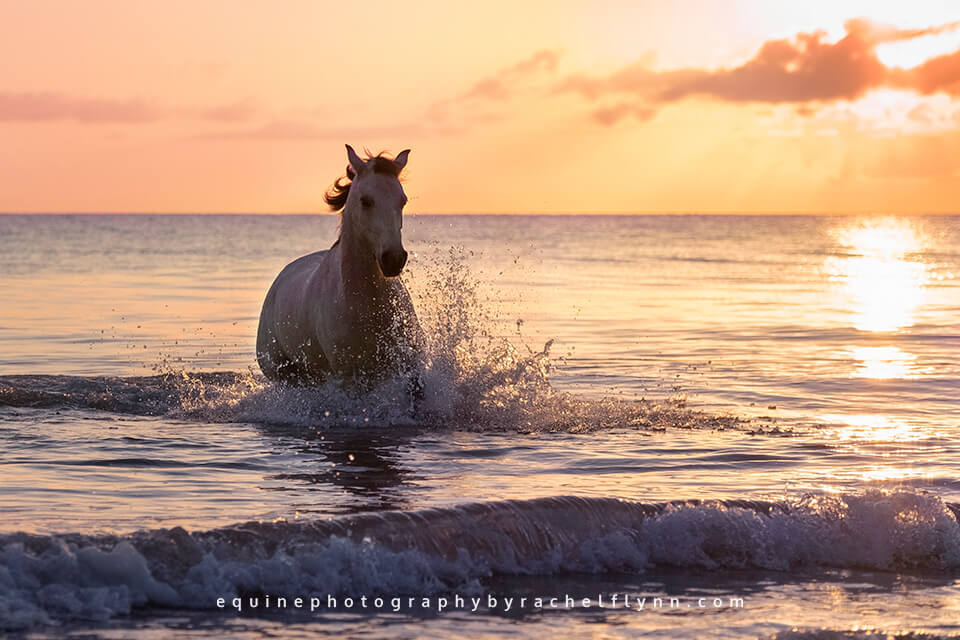 Equine Photography by Rachel Flynn